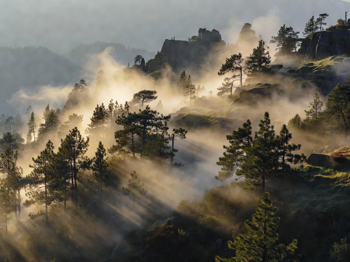 Dramatic mountain landscape with misty pines and morning alpine ridge light